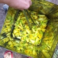 Natural Dyeing from Flowers